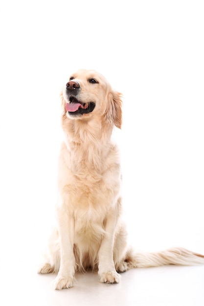 Free photo cute golden retriever