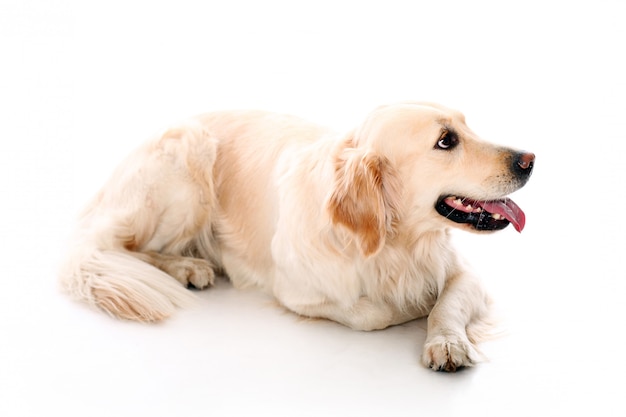 Free photo cute golden retriever