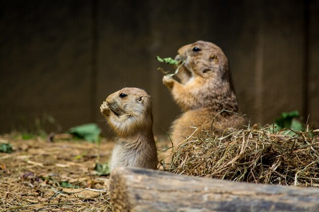 Cute gophers eating dry grass in a cage during daytime