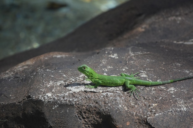 Free photo cute green lizard resting on a rock in the sun.