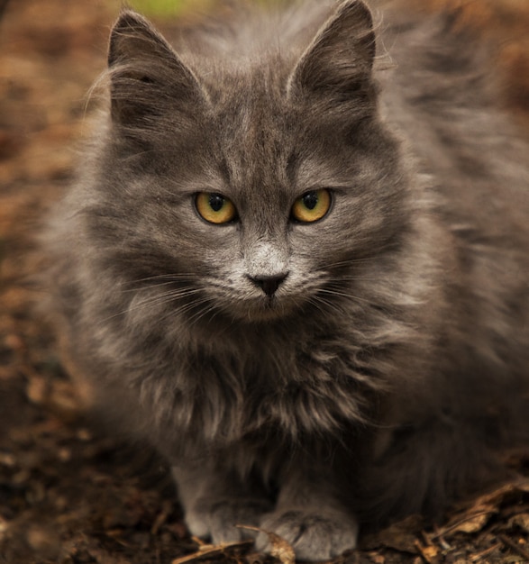 A cute grey cat playing in the yard