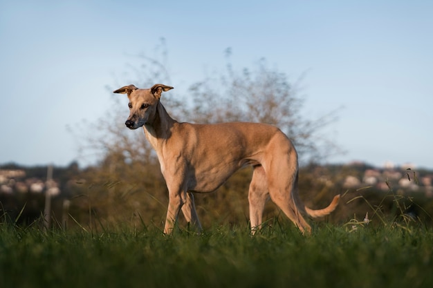 Free photo cute greyhound dog outdoors