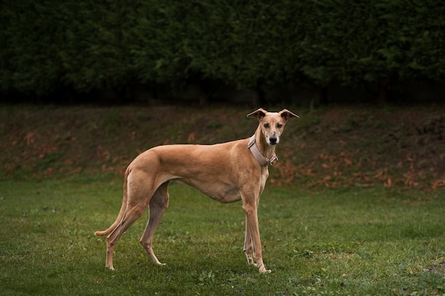 Free photo cute greyhound dog outdoors