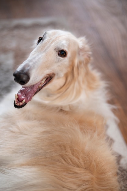 Free Photo cute  greyhound dog relaxing indoors