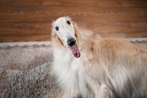 Free photo cute  greyhound dog relaxing indoors