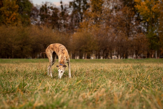 Free photo cute greyhound dog spending time in nature