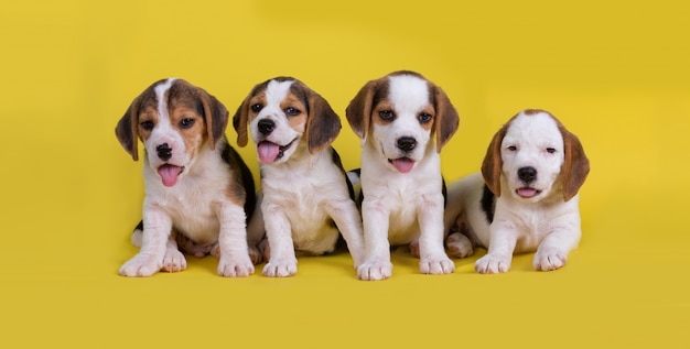 Free photo cute of group of beagle puppy sitting and panting