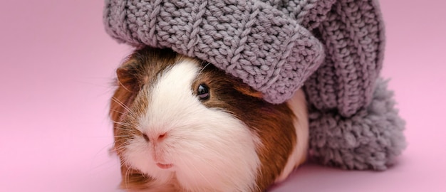 Free photo cute guinea pig wearing hat