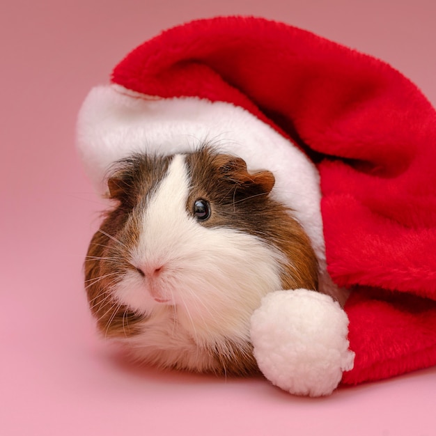 Free Photo cute guinea pig wearing red hat