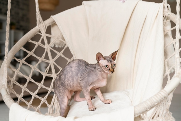 Free Photo cute hairless cat indoors