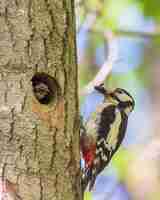 Free photo cute hairy woodpecker feeding the baby woodpecker with insects