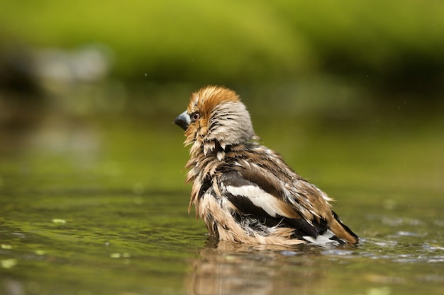 Free Photo cute hawfinch bird