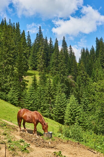 Cute horse in the Alps eating grass