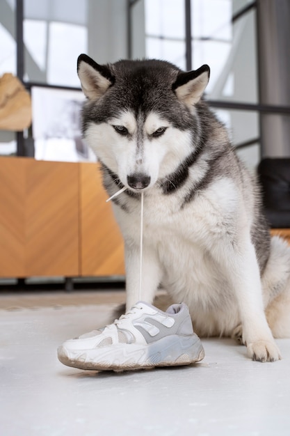 Free Photo cute husky dog biting shoelace