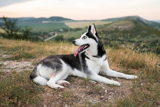 Free Photo cute husky sitting on grass