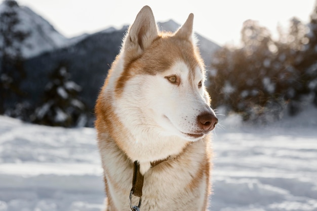 Cute husky in snow outdoors