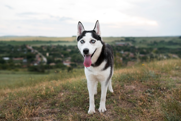 Free Photo cute husky spending time in nature