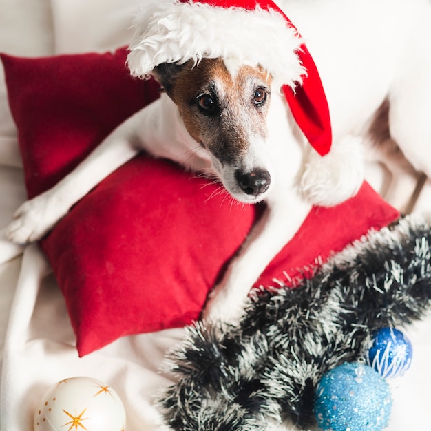 Free photo cute jack russel terrier with christmas decoration