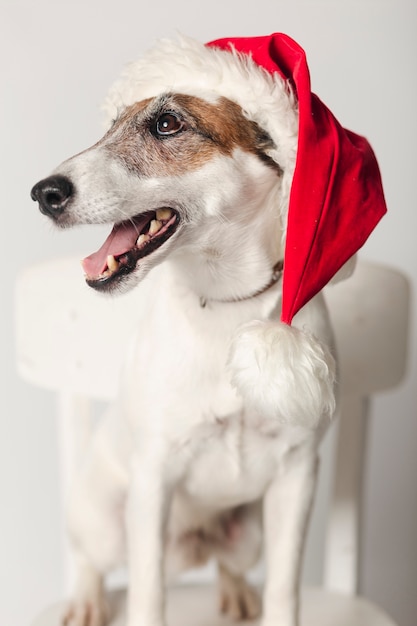 Free photo cute jack russel wearing santa hat