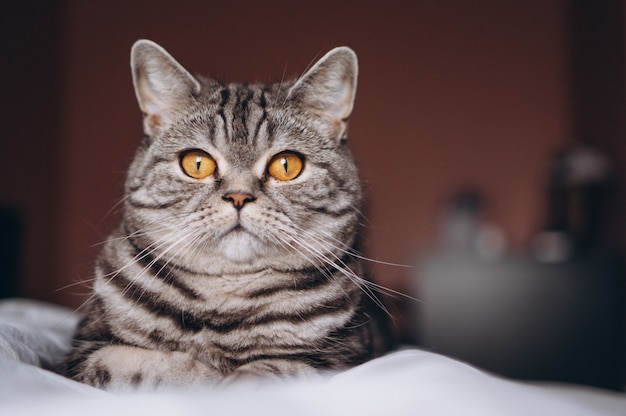 Cute kitten on the bed