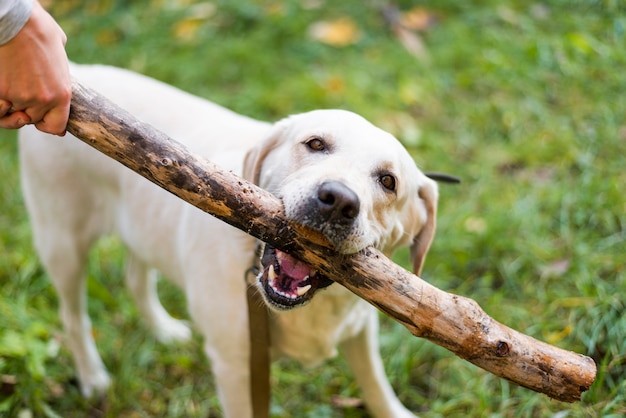 Cute labrador playing fetch outdoor