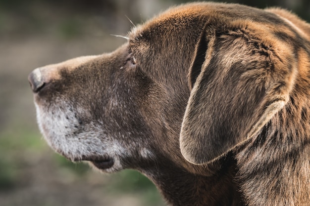 Free photo cute labrador retriever laying in the garden