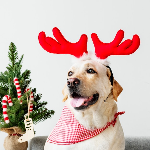 Free photo cute labrador retriever wearing antlers