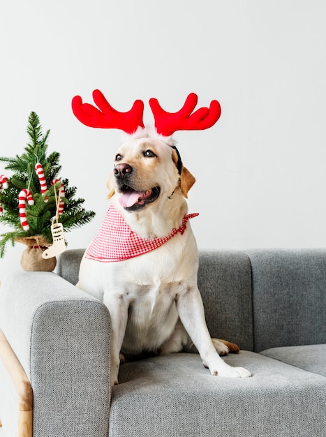 Cute Labrador Retriever wearing antlers