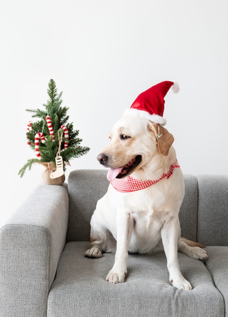 Free photo cute labrador retriever wearing a christmas hat