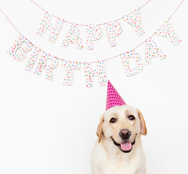 Free photo cute labrador retriever with a party hat at a birthday party