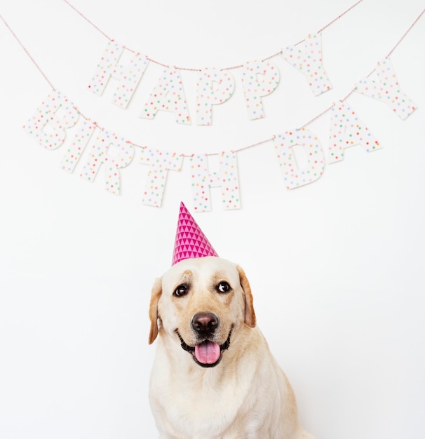 Free photo cute labrador retriever with a party hat at a birthday party