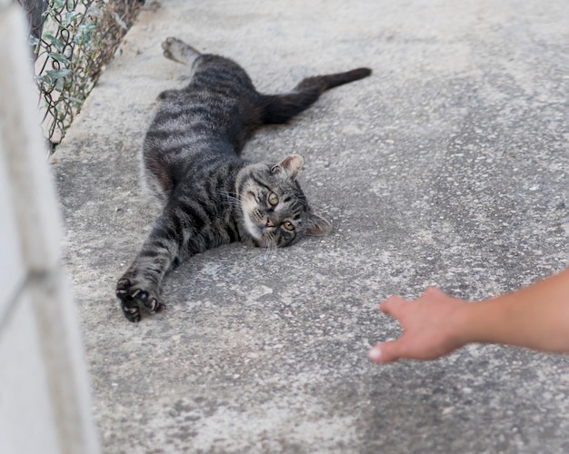 Cute and lazy cat wanting to be pet by someone outside