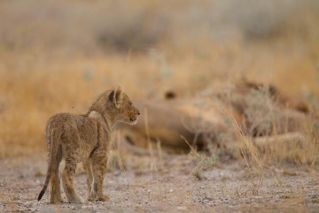 Free Photo cute little baby lion playing among the grass in the middle of a field