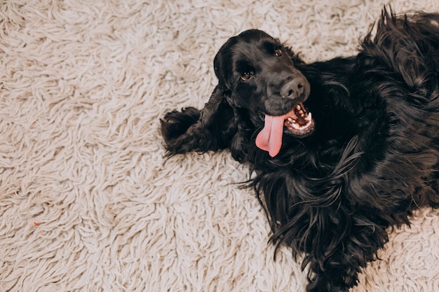 Free Photo cute little black cocker spaniel