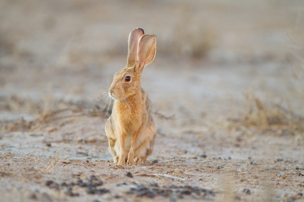 Free photo cute little brown rabbit in the middle of the desert