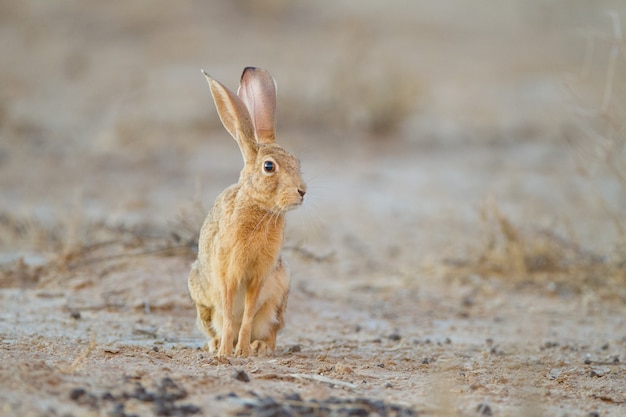 Free photo cute little brown rabbit in the middle of the desert