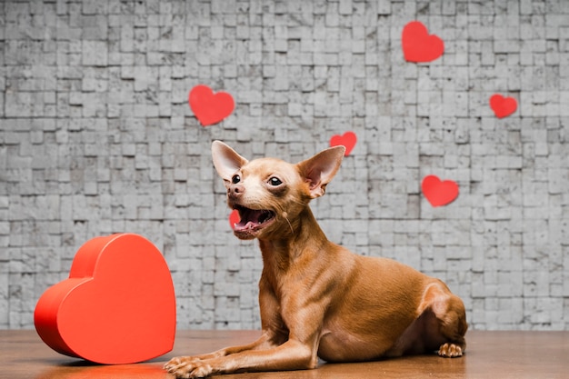 Cute little chihuahua dog surrounded by hearts