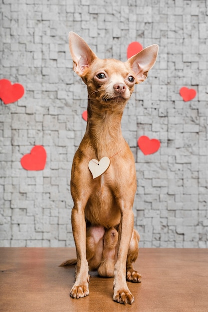 Cute little chihuahua dog surrounded by hearts