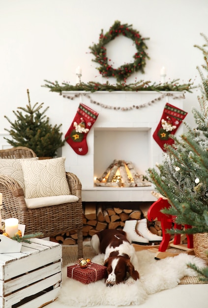 Cute little dog on a Christmas decorated living room