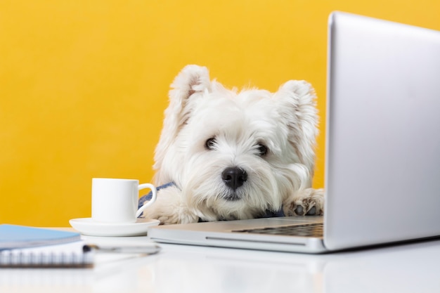 Cute little dog impersonating a business person