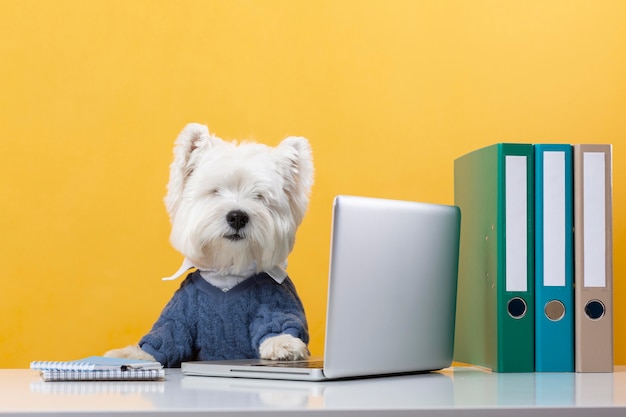 Free photo cute little dog impersonating a business person