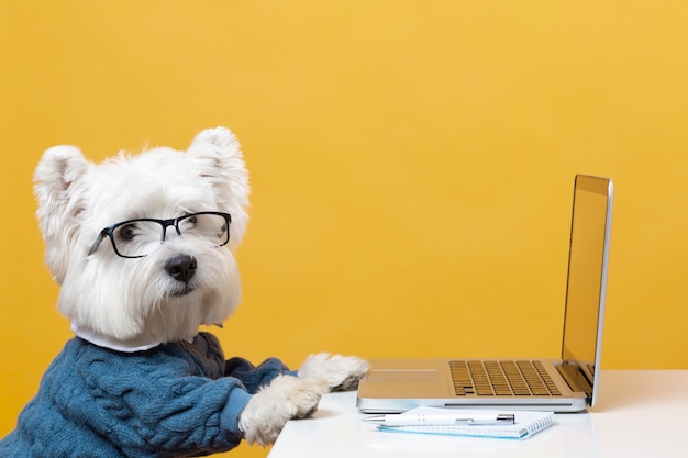 Cute little dog impersonating a business person