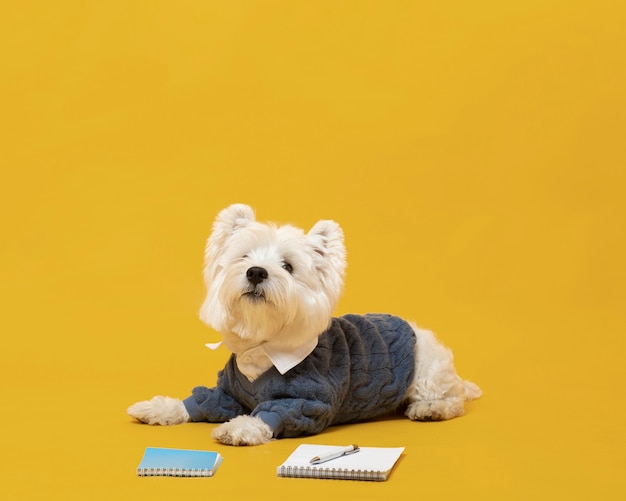 Free photo cute little dog impersonating a business person