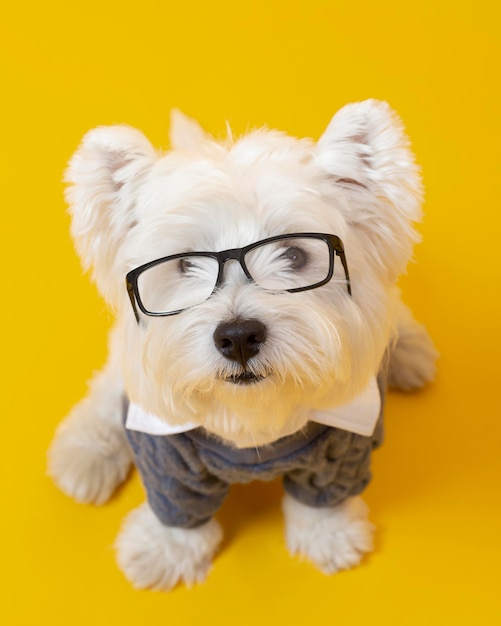 Free Photo cute little dog impersonating a business person