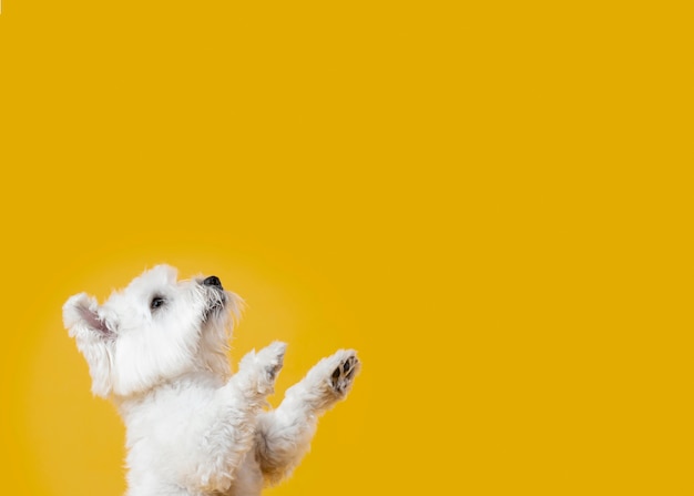 Cute little dog isolated on yellow