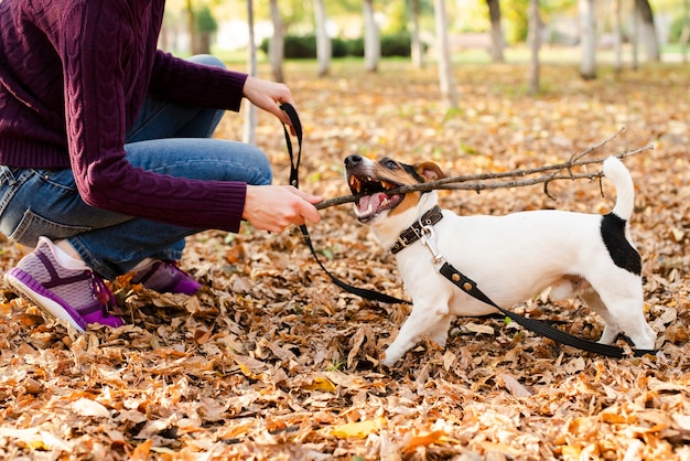 Free photo cute little dog playing with woman