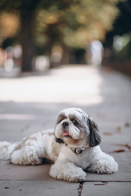 Cute little dog with big eyes