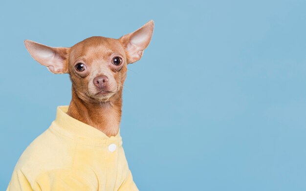 Cute little dog with costume