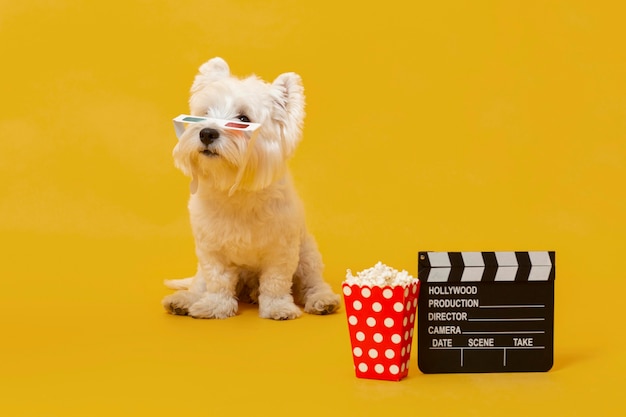 Free photo cute little dog with movie elements