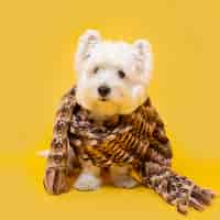 Free photo cute little dog with winter scarf